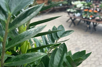 Stueplanter til dit hjem fra Hobby Haven