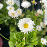 Tusindfryd til haven fra Hobby Haven