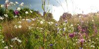 Vild med vilje blomster fra Hobby Haven blomsterfrø