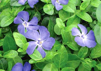 Vinca minor, der er en bunddækkeplante, der er hurtigtvoksende og trives i både solrige og skyggefulde områder.