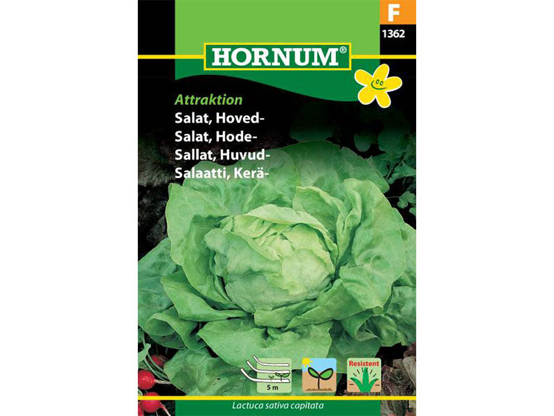 Salat, Hoved-, Attraktion, såbånd (F)