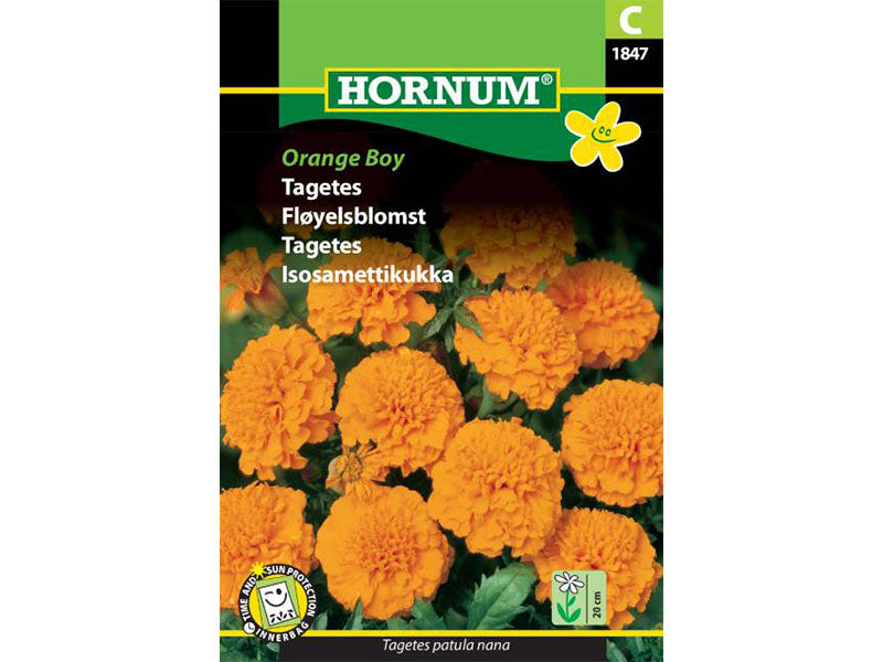Tagetes, Orange Boy (C)