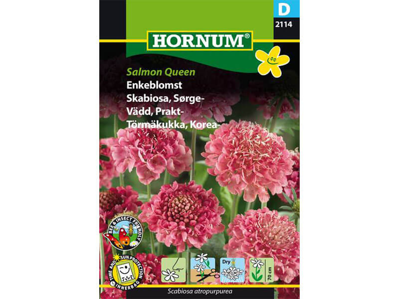 Enkeblomst, Salmon Queen (D)