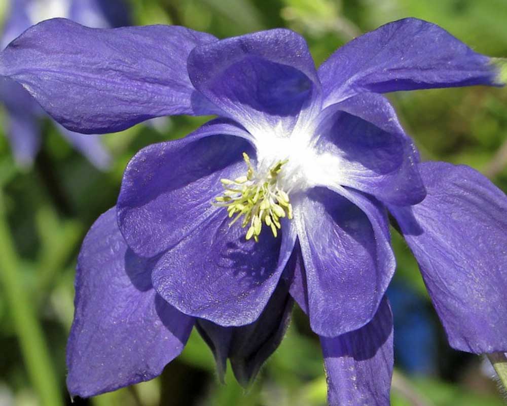 Akeleje, AQUILEGIA alpina, staude i 1 L potte.