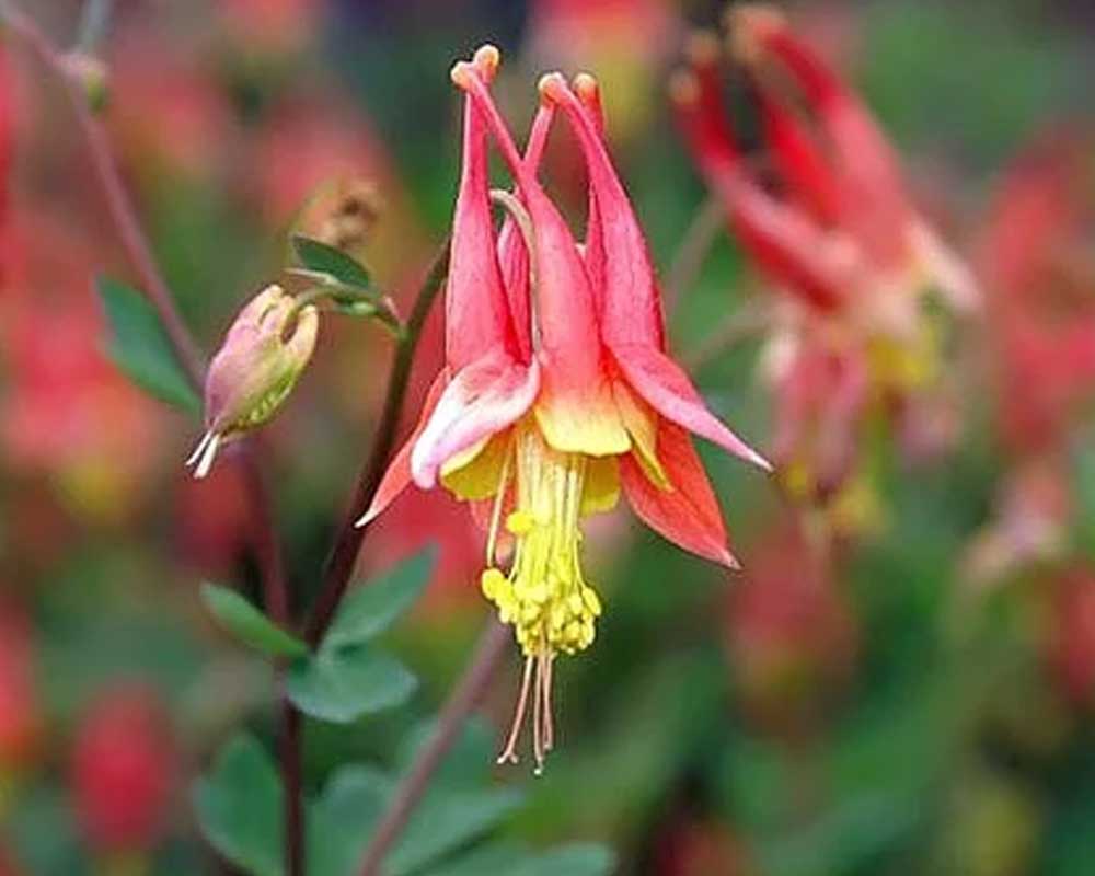 Akeleje 'Little Lanterns', staude i 1 L potte.