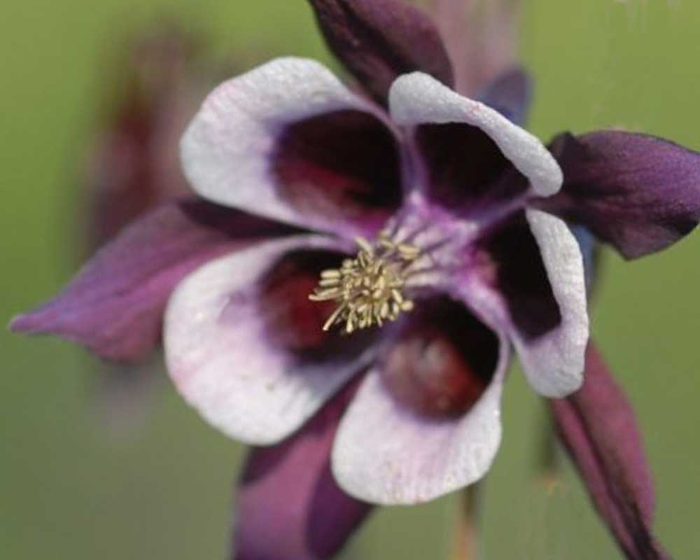 Akeleje staude, AQUILEGIA vulg. William Guiness, 1 L potte.