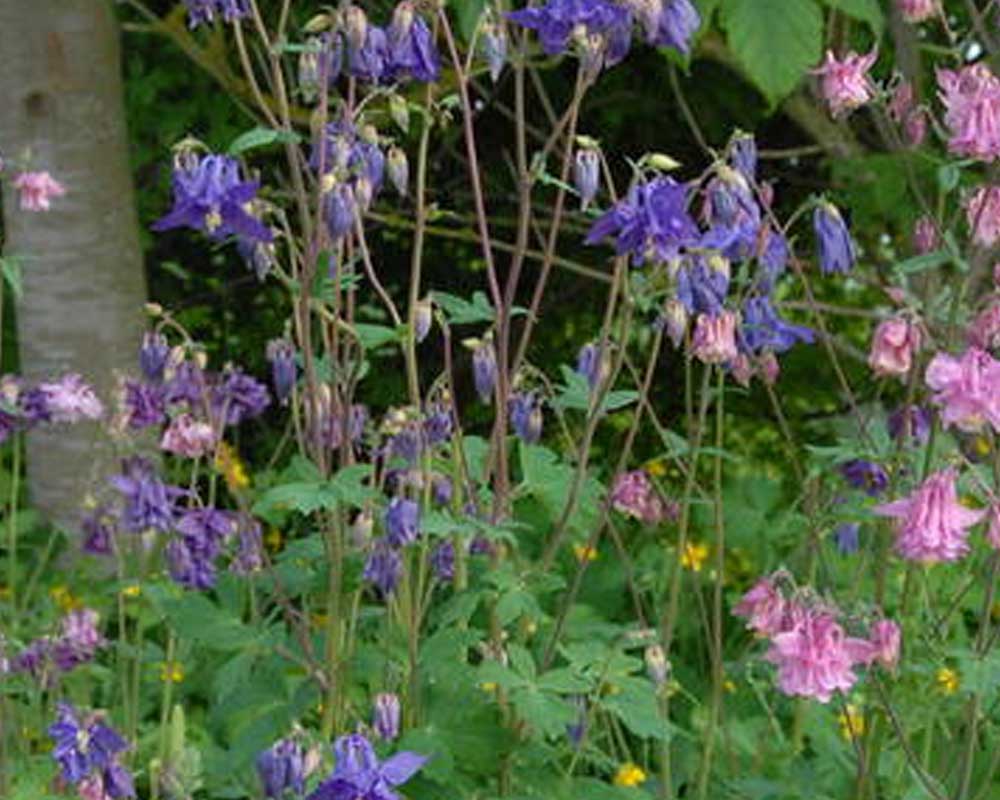 Akeleje, AQUILEGIA vulg. Grandmoth, staude i 1 L potte.