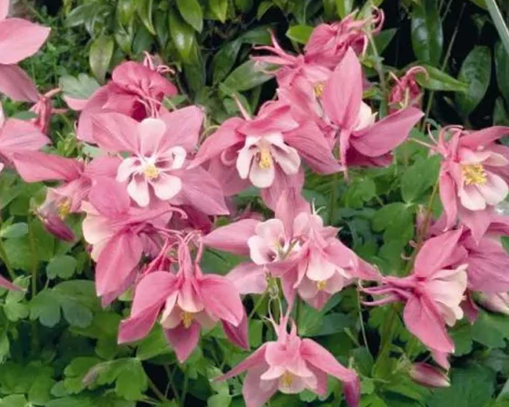 Akeleje, Aquilegia Spring Magic, 13 cm potte, staude.