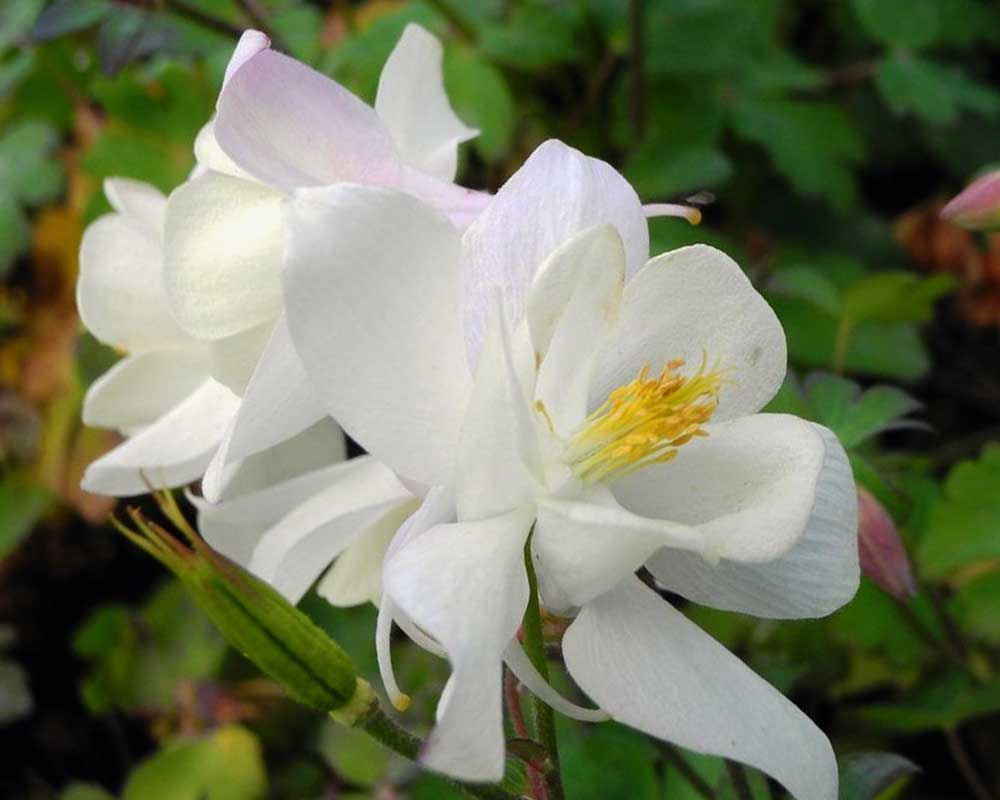 Akeleje, Aquilegia Spring Magic White, 13 cm potte, staude.