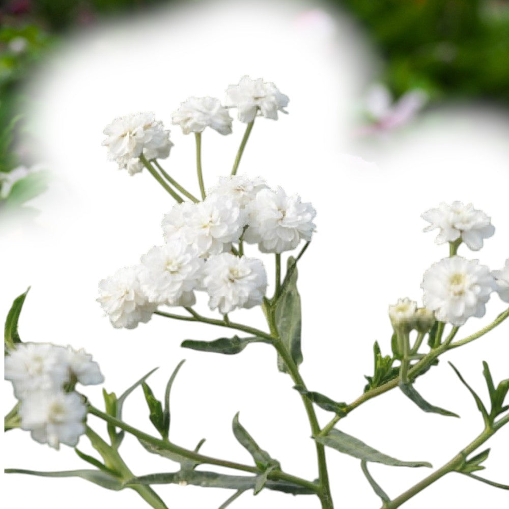 Røllike, ACHILLEA ptarmica Boule de Neige 1 L Potte