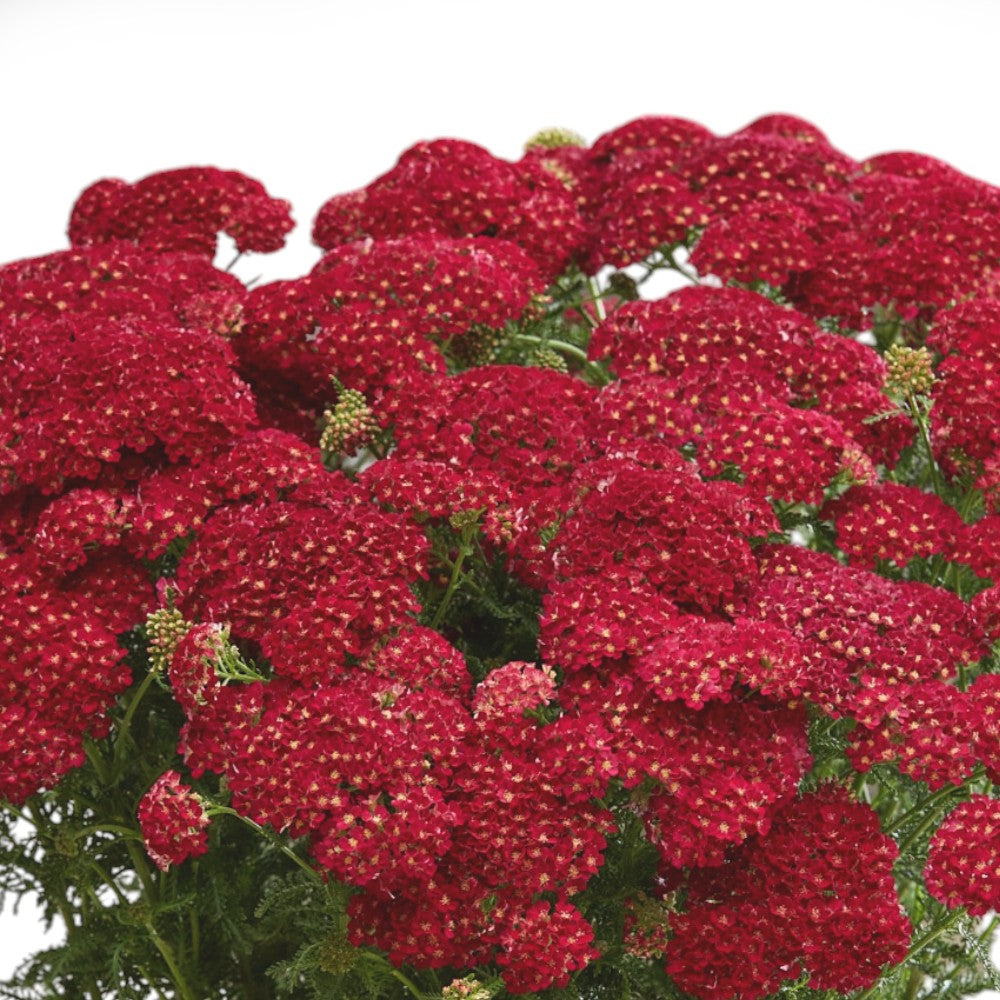 Røllike, Achillea Mil. 'Pomegranate', 1 L, staude.