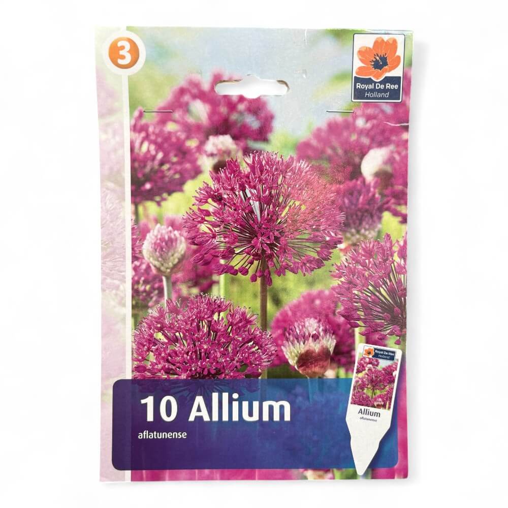 Allium Aflatunense 10/12