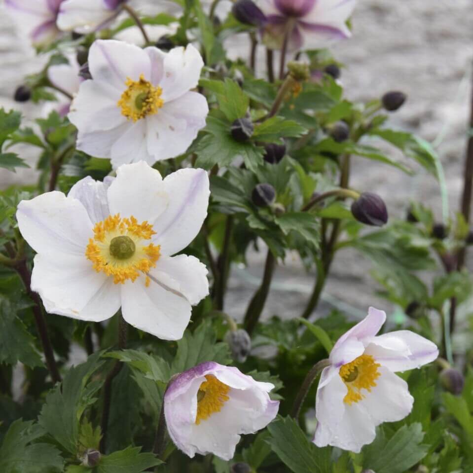 Anemone, hyb. 'Elfin Swan' i 1 L potte.