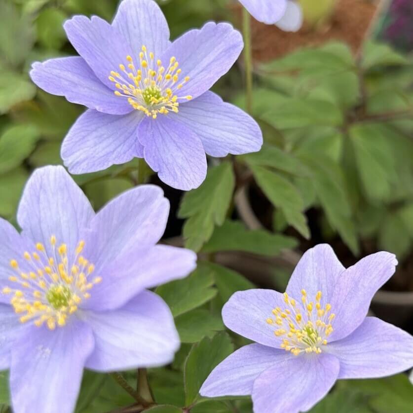 Blå anemone, skovanemone i 10 cm potte klar til at blive plantet i haven. Fra hobby Haven