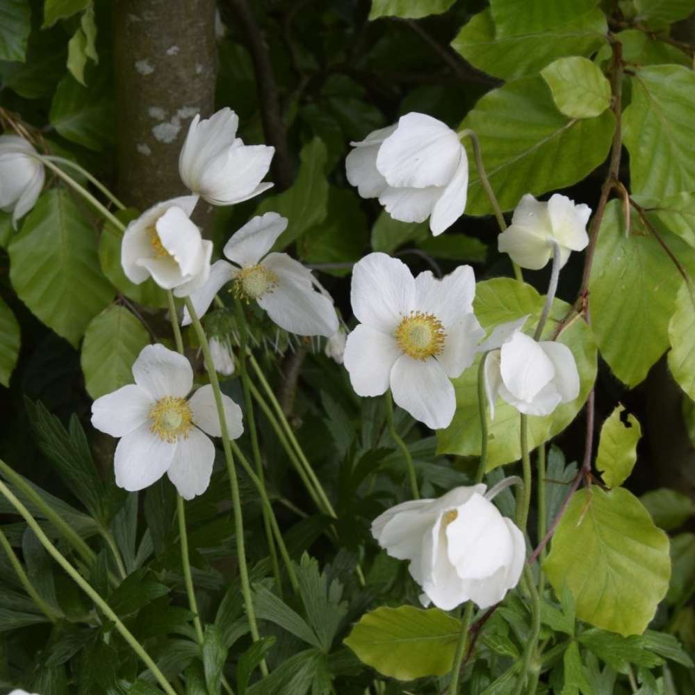 ANEMONE sylvestris  1 L Potte