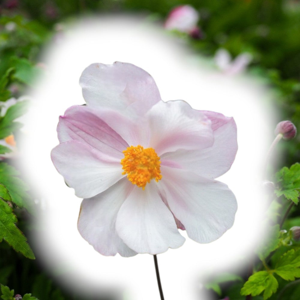 Høstanemone, Anemone Jap. Fantasy 'Elsa'®, Co1L, smuk blomst.