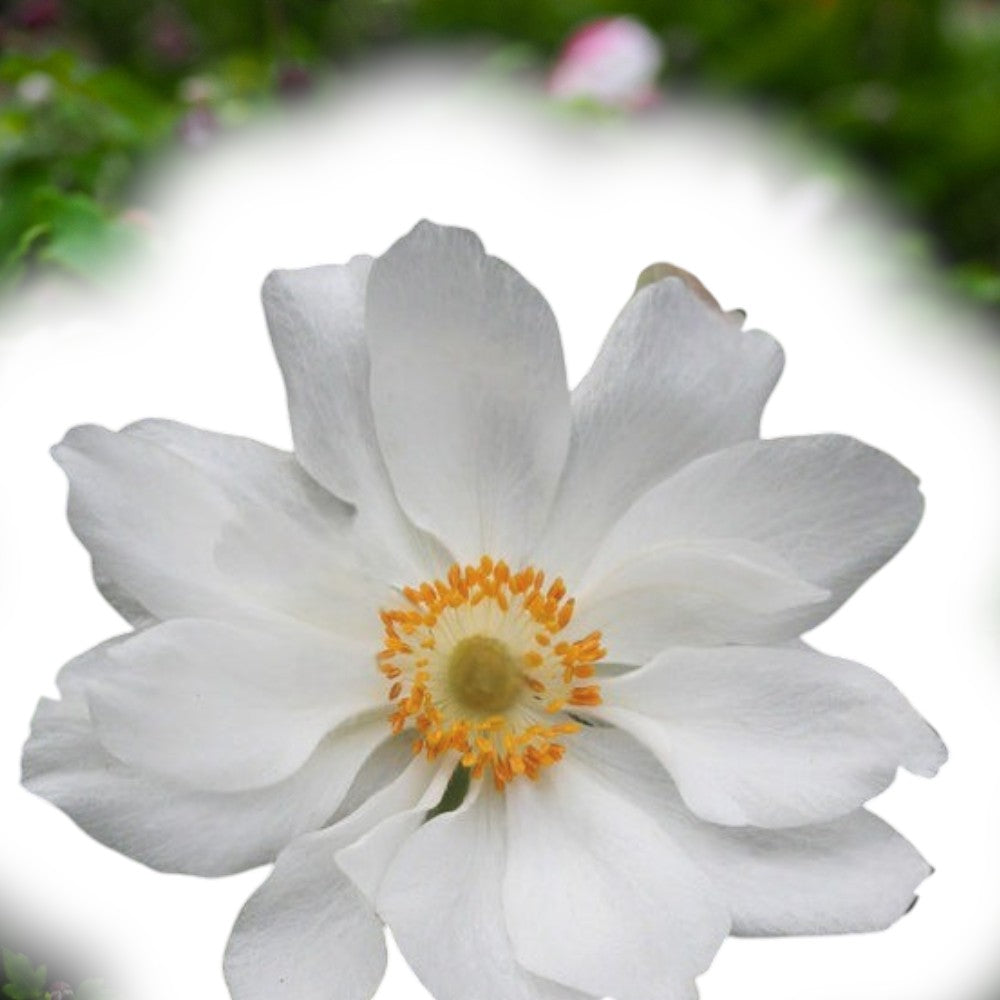 Høstanemone Anemone Jap. Fantasy 'Rapunzel', 1 L plante.