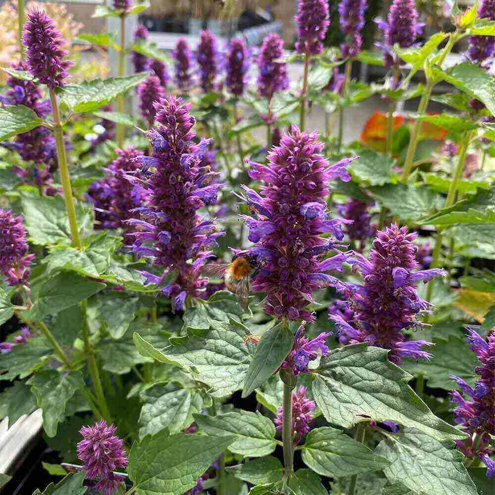Anis Isop, AGASTACHE hybr. ´Blue Boa®´ - 1 L Potte