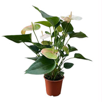 Stueplanter med blomster