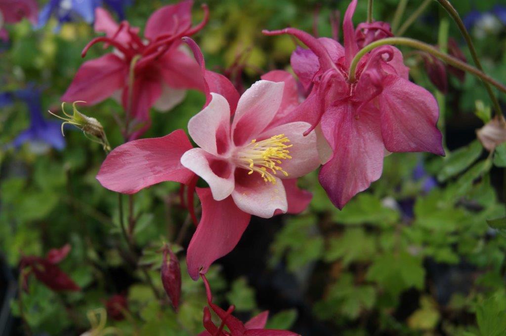 Staudeplante til haven: Akeleje AQUILEGIA caer. Sp.Magie Rosa 1 L.