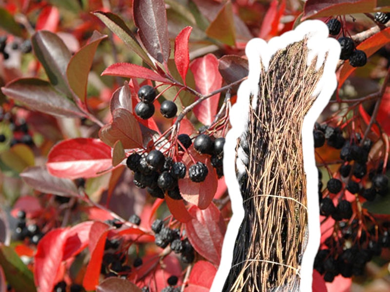Aronia Melanocarpa 40-60 cm, 10 stk bundt.