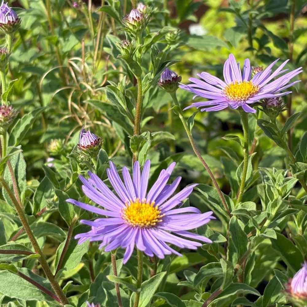 Asters ´Wunder von Stäfa´ i 1L potte til haven