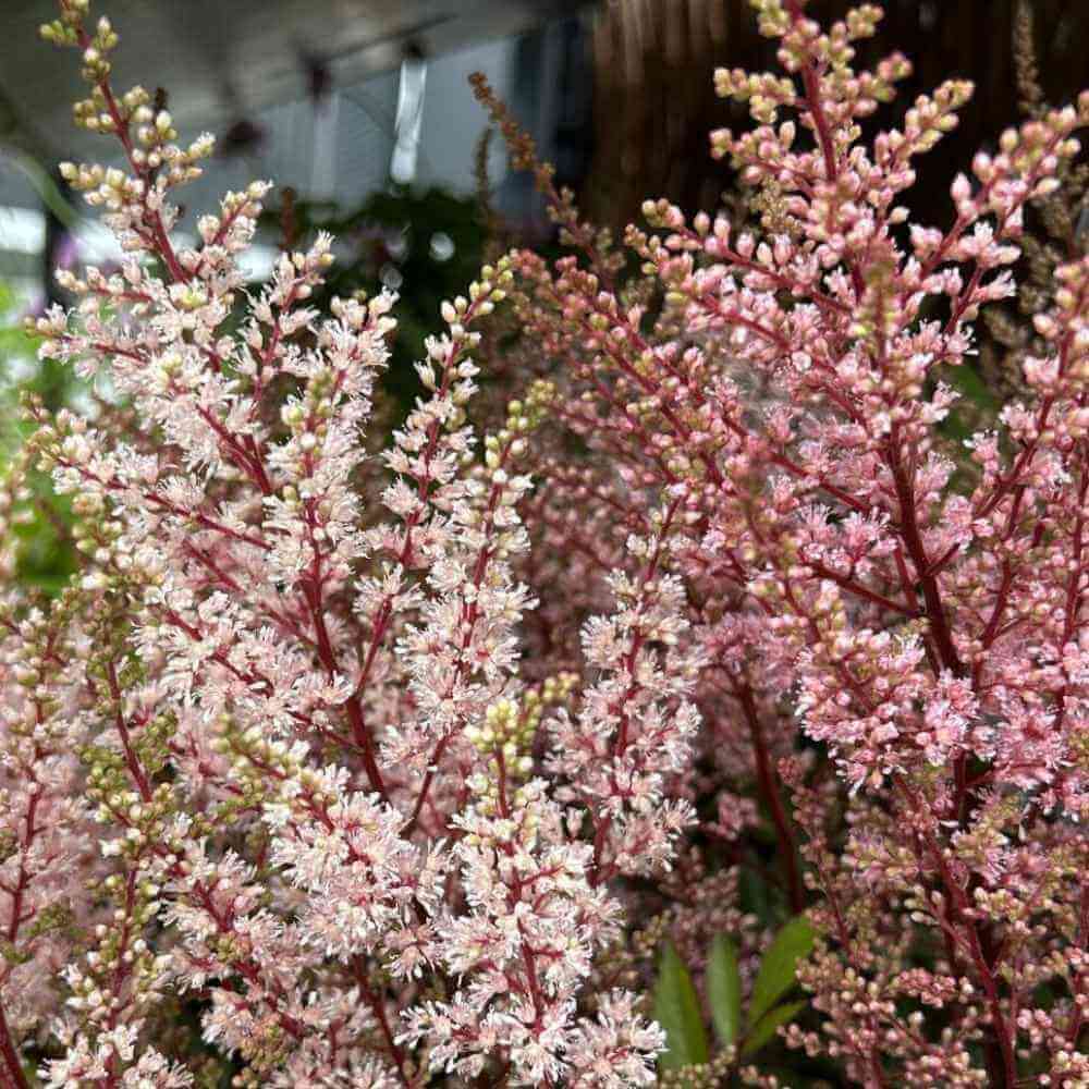 Astilbe, arendsii 'Look at Me' - 1 liter potteplante.