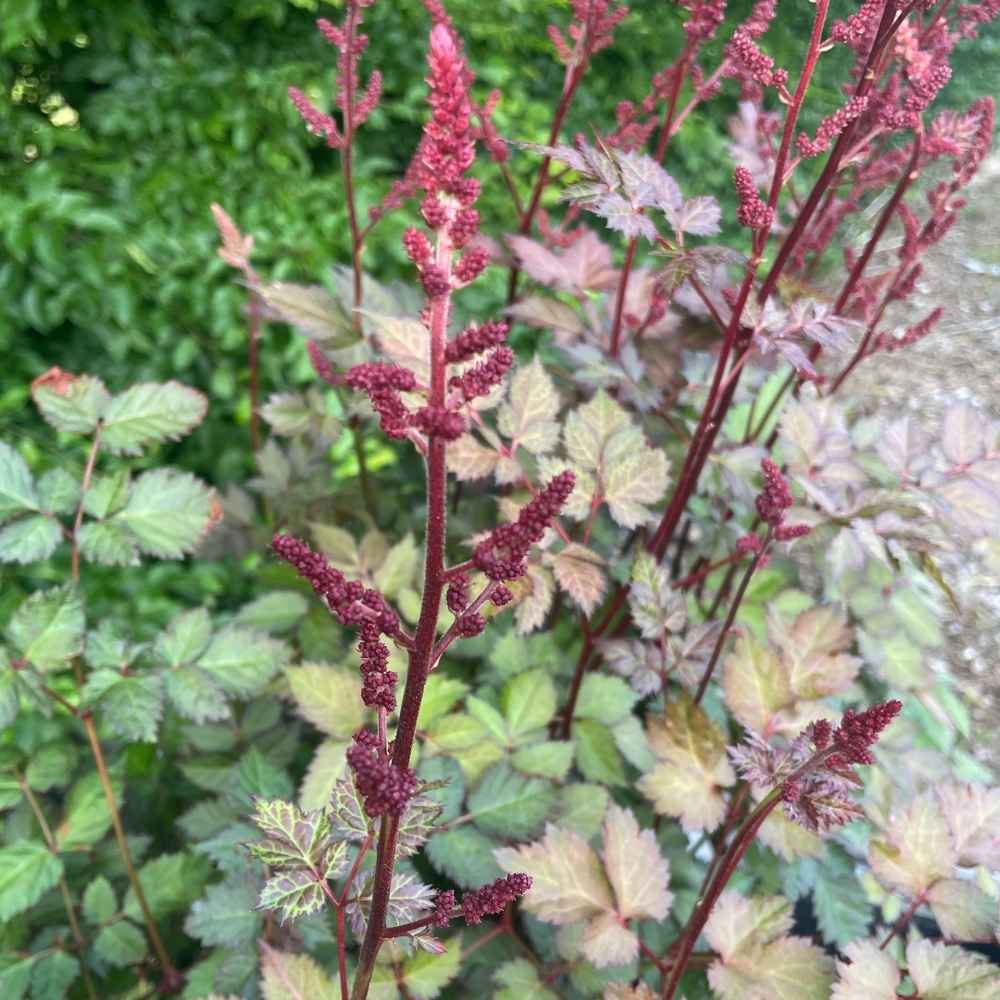 Astilbe 'Red Skyscraper' i 13cm potte
