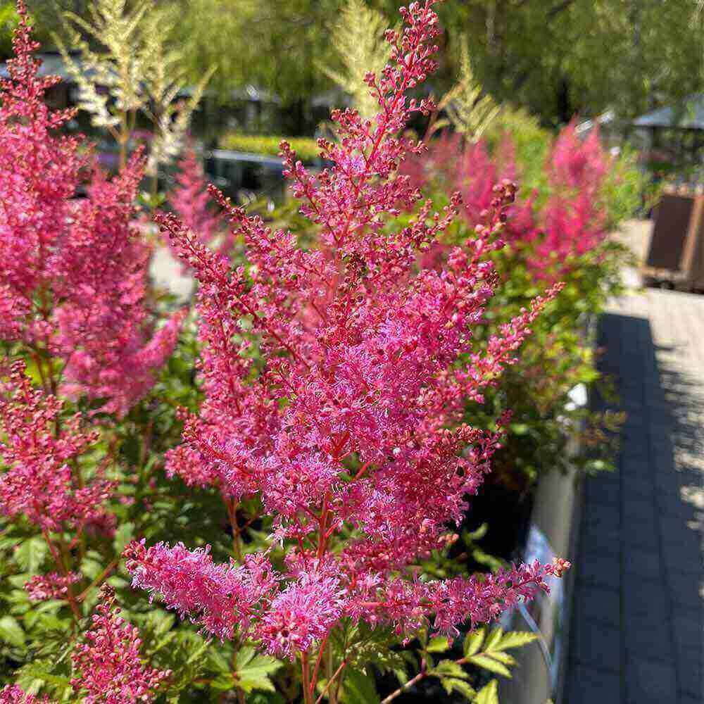 Astilbe, arendsii 'Younique Pink' staude i 1 L potte