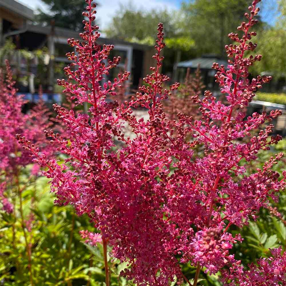 Astilbe, arendsii 'Younique Pink' - 1 L potte