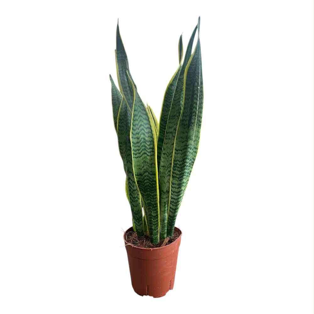Bajonetplante, Sansevieria Laurentii i 14 cm potte
