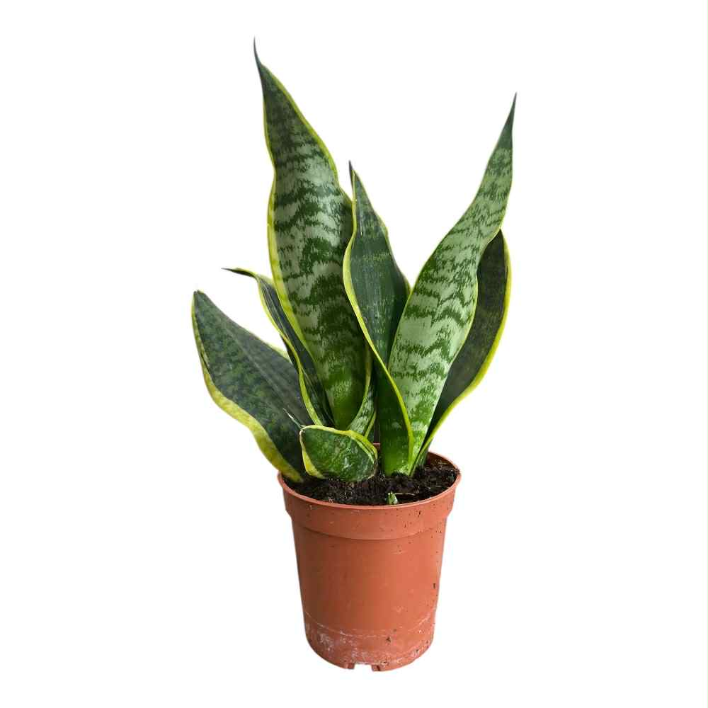 Bajonetplante, SANSEVIERIA TR. 'GOLDEN FUTURA´ - i potte