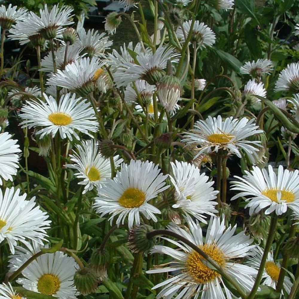 Bakkestjerne, ERIGERON hybrid Sommerneuschnee - 1 L Potte