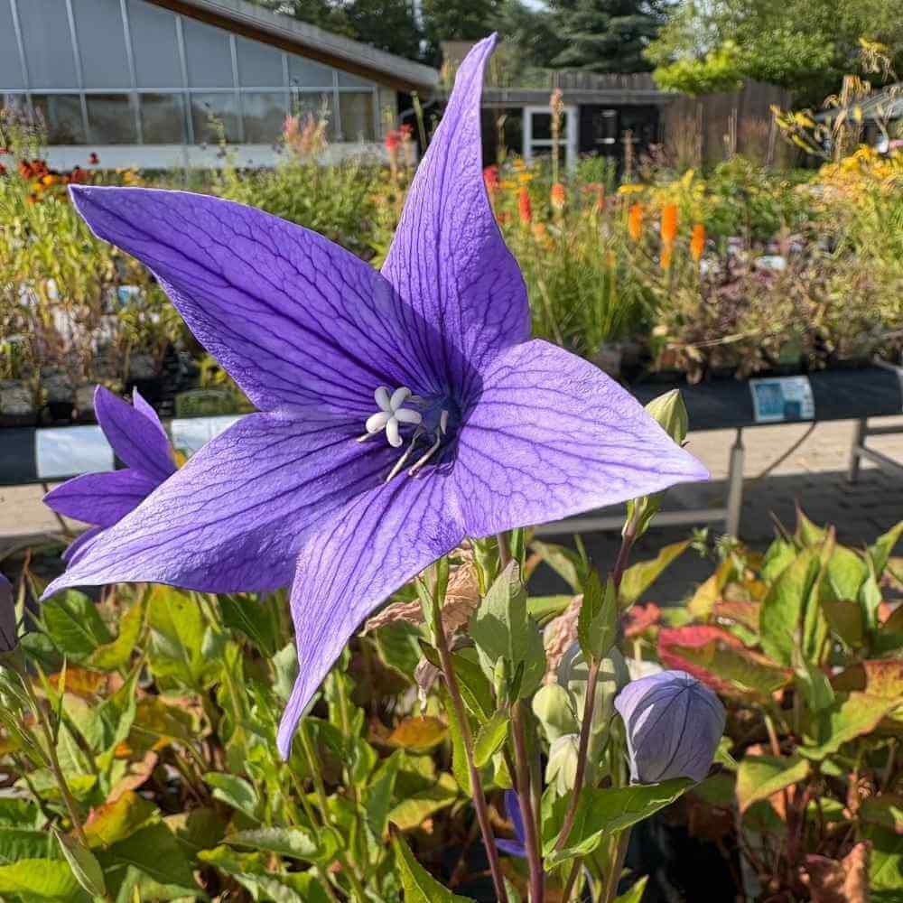 Storkronet Klokkeblomst 'Fuji Blå' klar til at blive plantet i haven