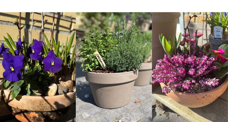 Planter til forårskrukker