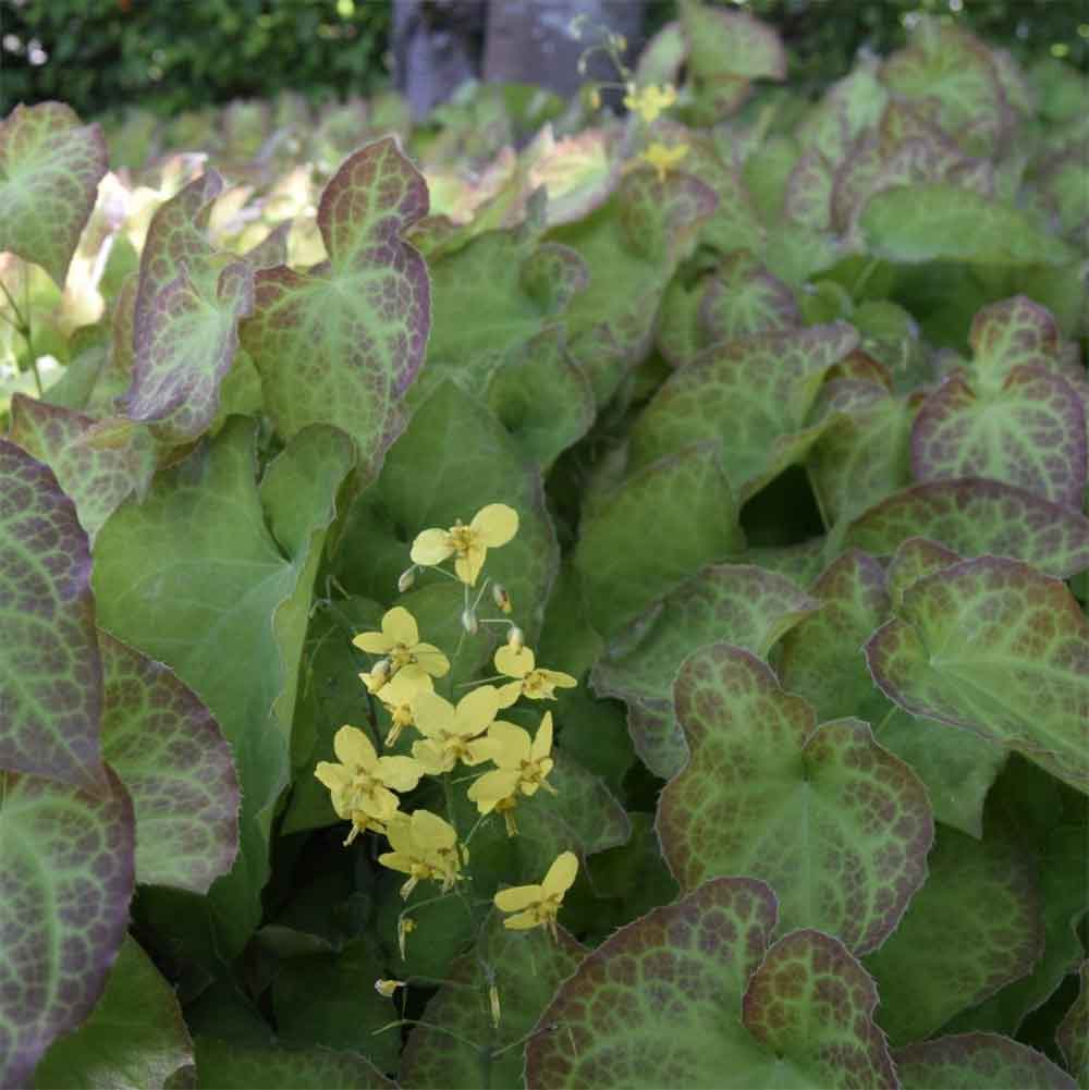 Bispehue, EPIMEDIUM perralchicum Frohnleiten - 10 cm Potte