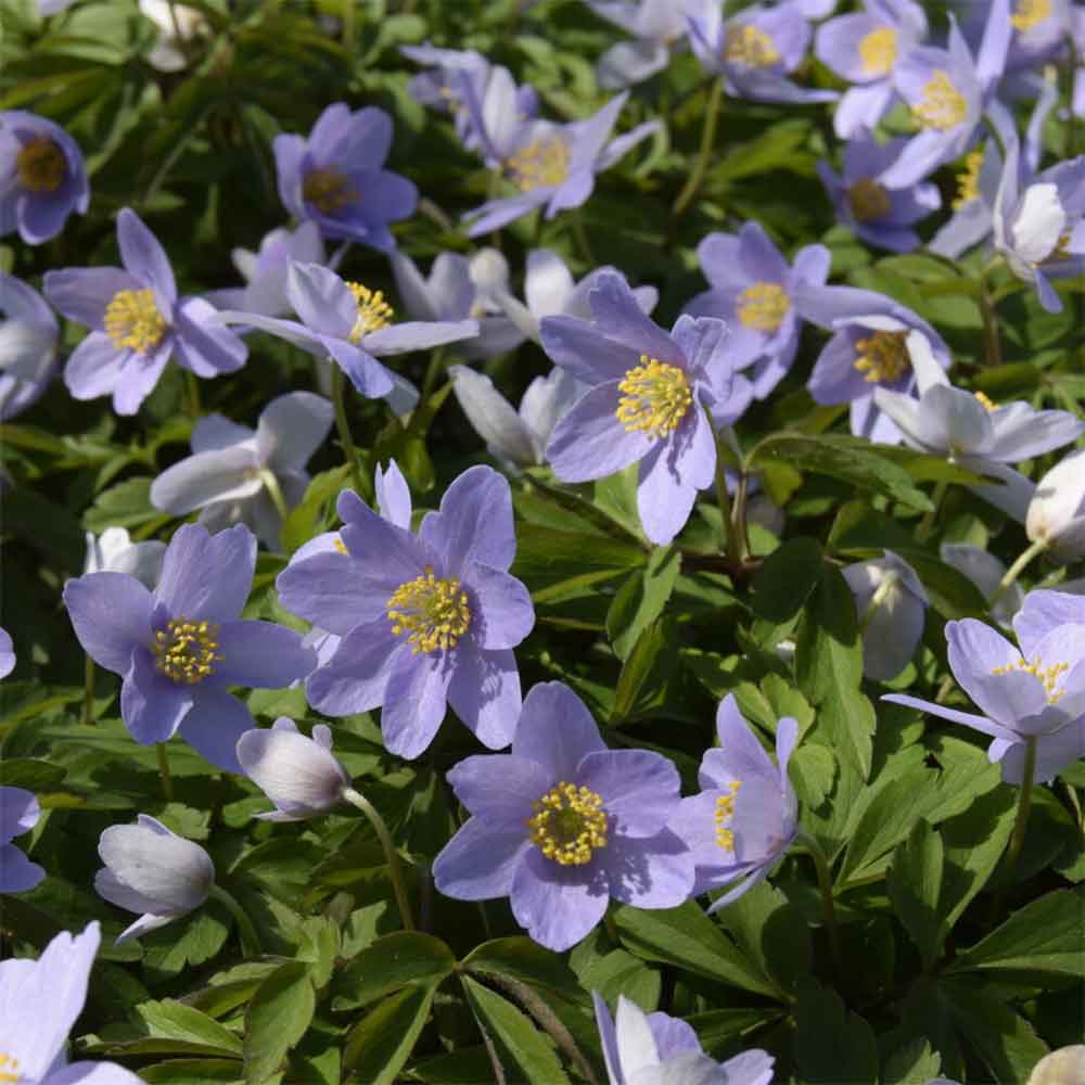 Blå Anemone, HEPATICA nobilis - 10 cm Potte