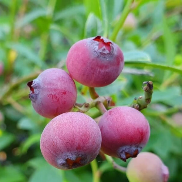 Blåbær, Vaccinium corymbosum 'Pink Berry', størrelse C 4,6.