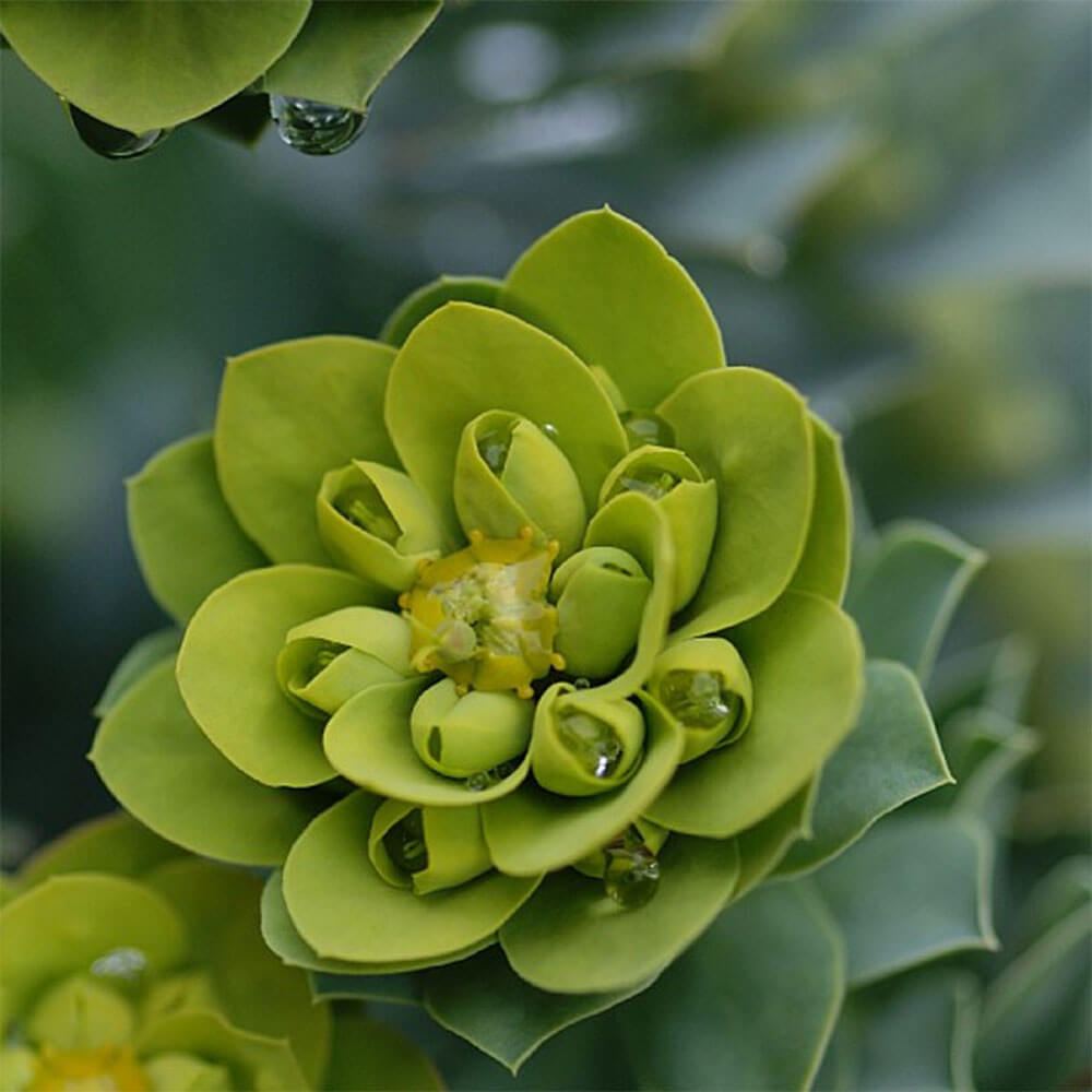 Blågrøn Vortemælk, EUPHORBIA myrsinites - 10 cm. Potte