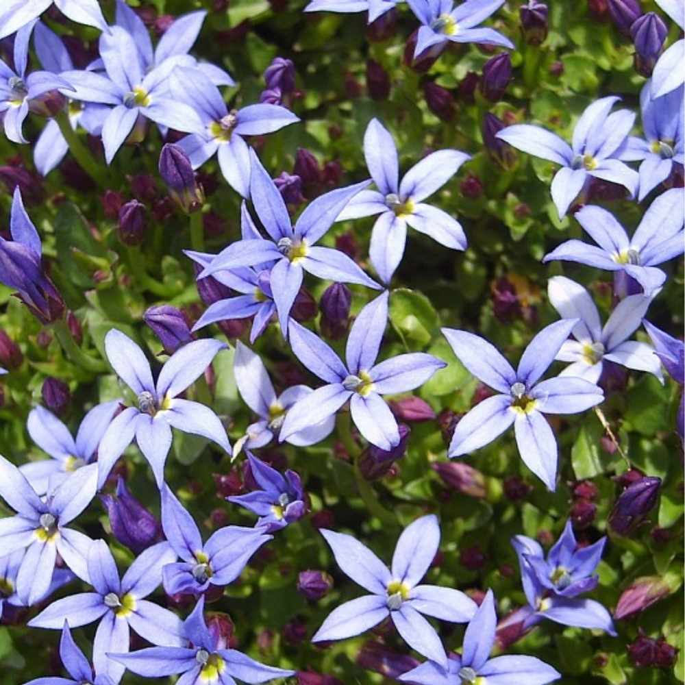 Blåkryb, PRATIA pedunculata 'Country Park' - 10 cm Potte