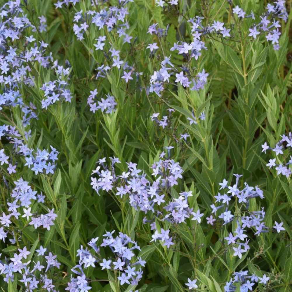Blåstjerne, AMSONIA ang. Blue Ice - 1 L Potte