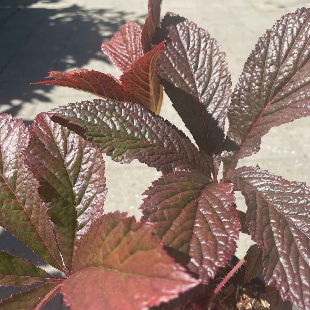 Bronceblad, RODGERSIA 'Bronze Peacock'® - 1 L Potte