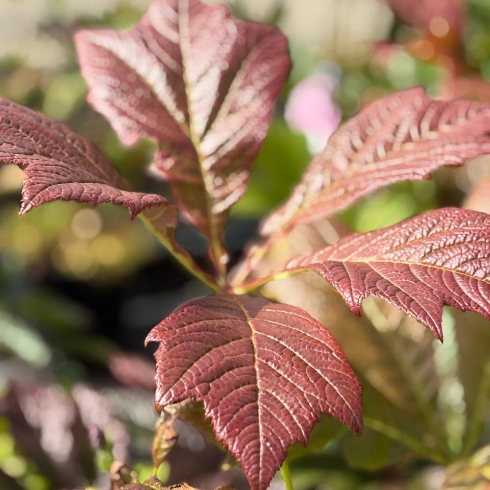 Bronceblad, RODGERSIA 'Bronze Peacock'® i 1 L Potte