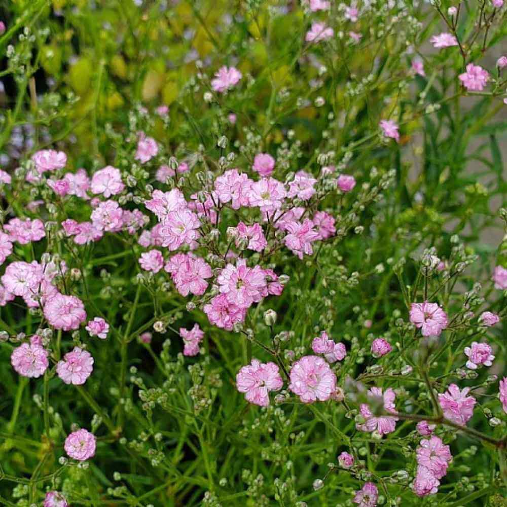 Brudeslør, GYPSOPHILA paniculata Flamingo - 1 L Potte