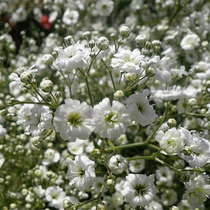 Brudeslør, GYPSOPHILA paniculata - 1 L Potte