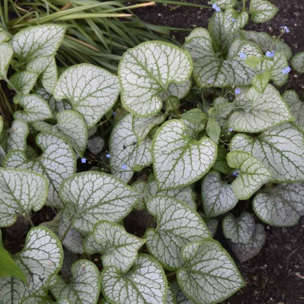 Kærmindesøster 'Jack Frost' – 1 L potte