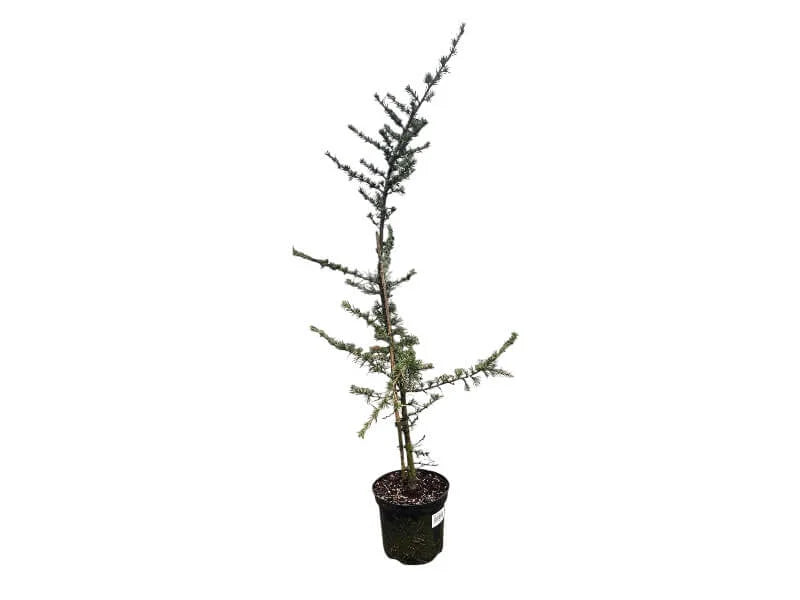 Cedrus Glauca plante - et smukt træ til haven.