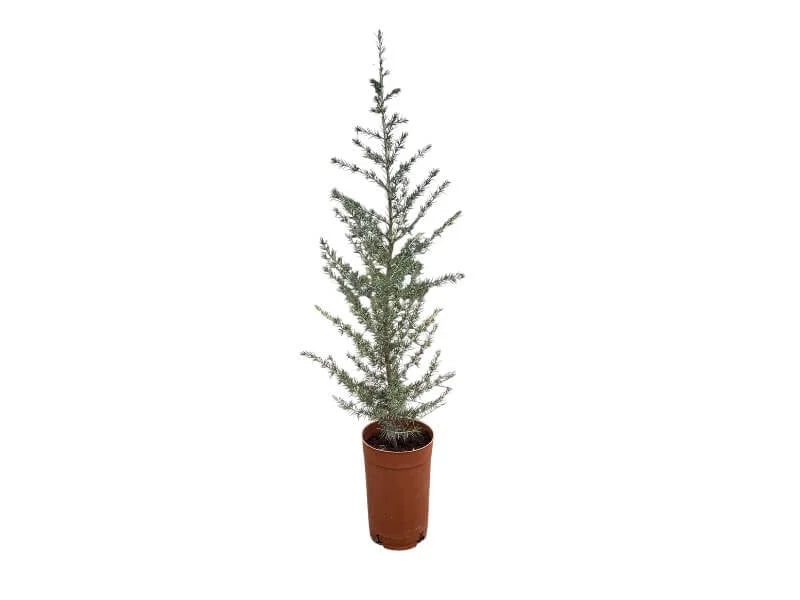 Cedrus Atlantica træ, 80 cm høj.