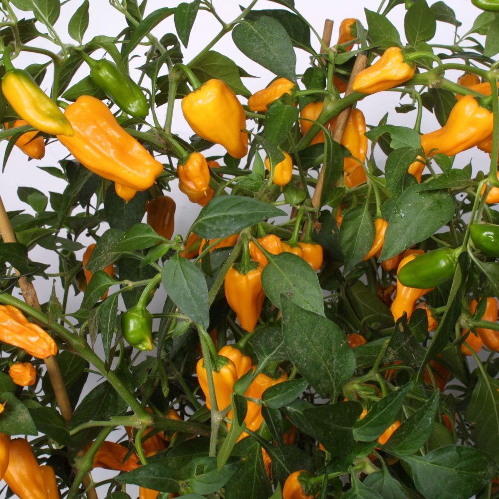 Peber Chin Cheyenne Chilli, 11,5 cm potte.