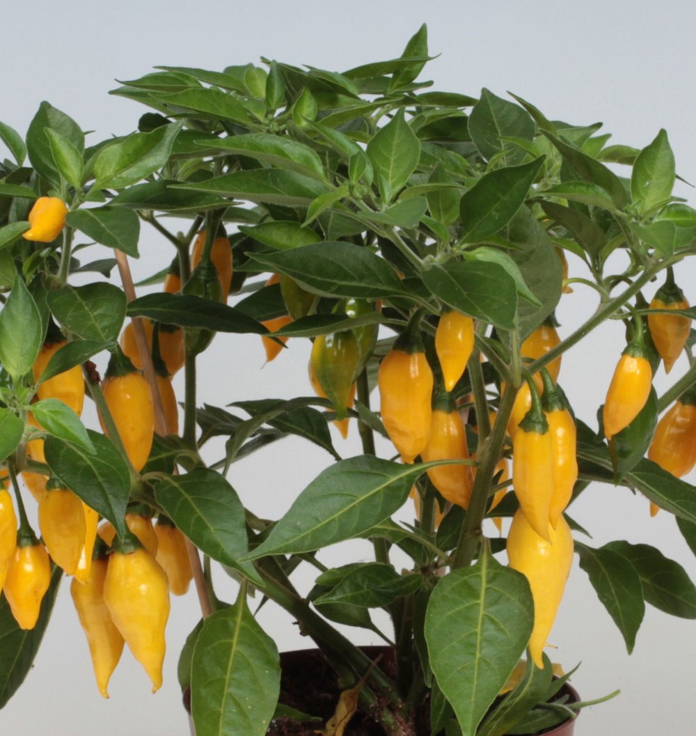 Peber Chin Habanero Limon 11,5 cm plante i potte.